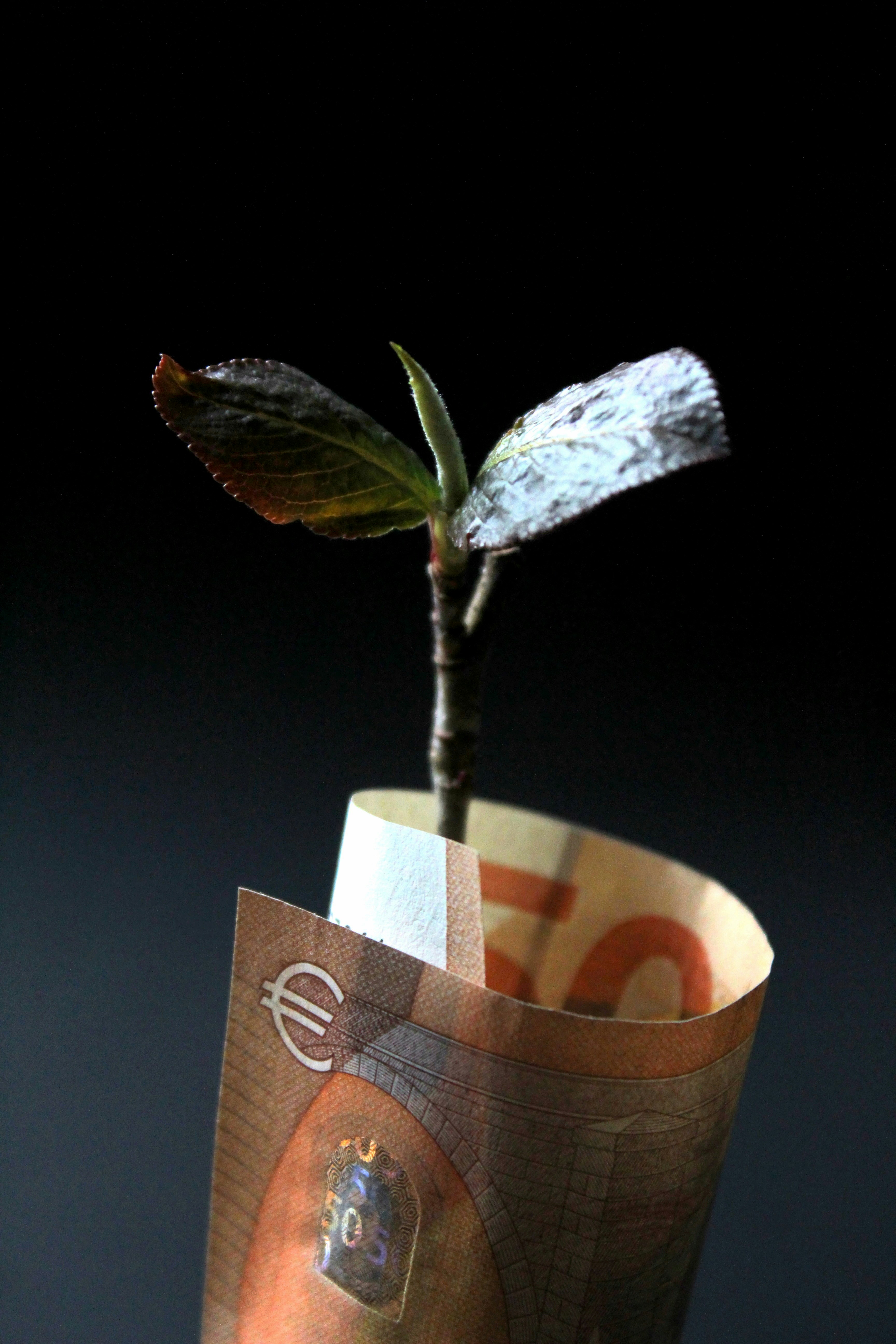 Japan New Investment in French REE Project