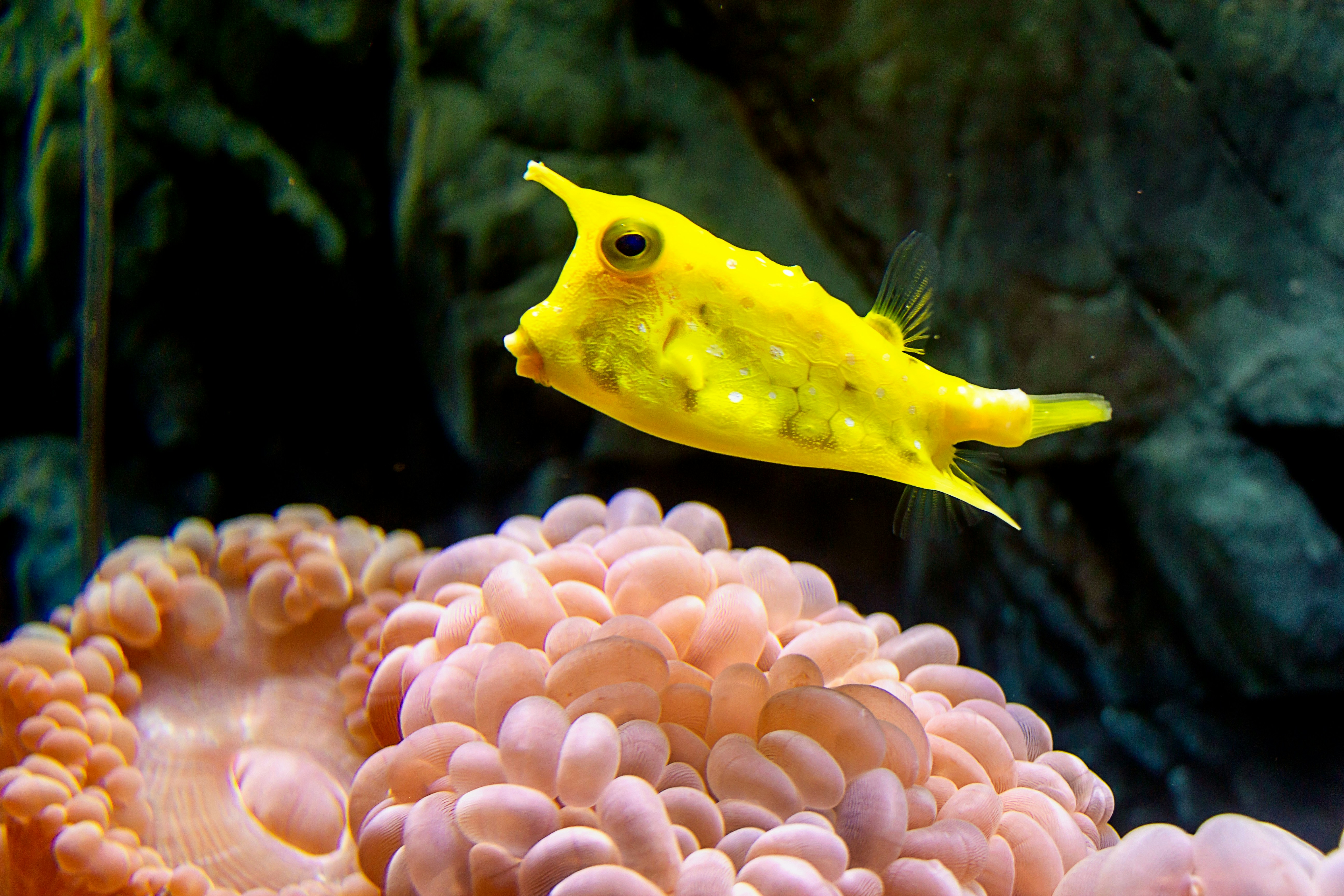 Japan To Begin Extracting Deep-Sea REE In 2026